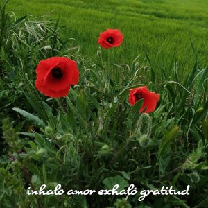 inhalo_amor_exhalo_gratitud