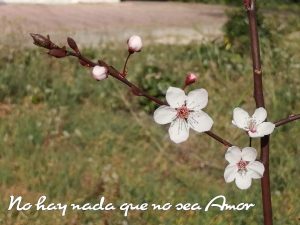 no_hay_nada_que_no_sea_amor